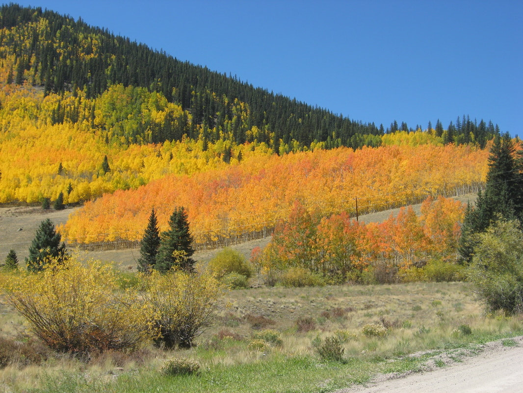 Fall Color on Rd 10