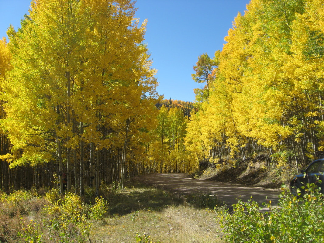 Aspen on FS Rd 510