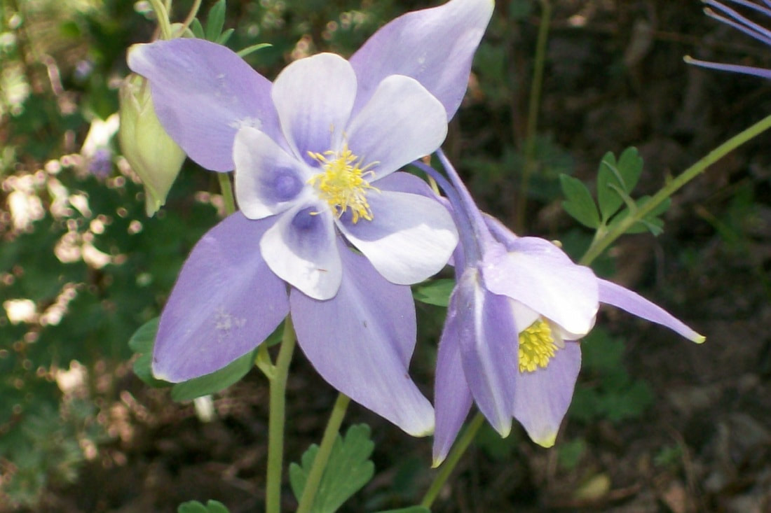 Colorado Columbine