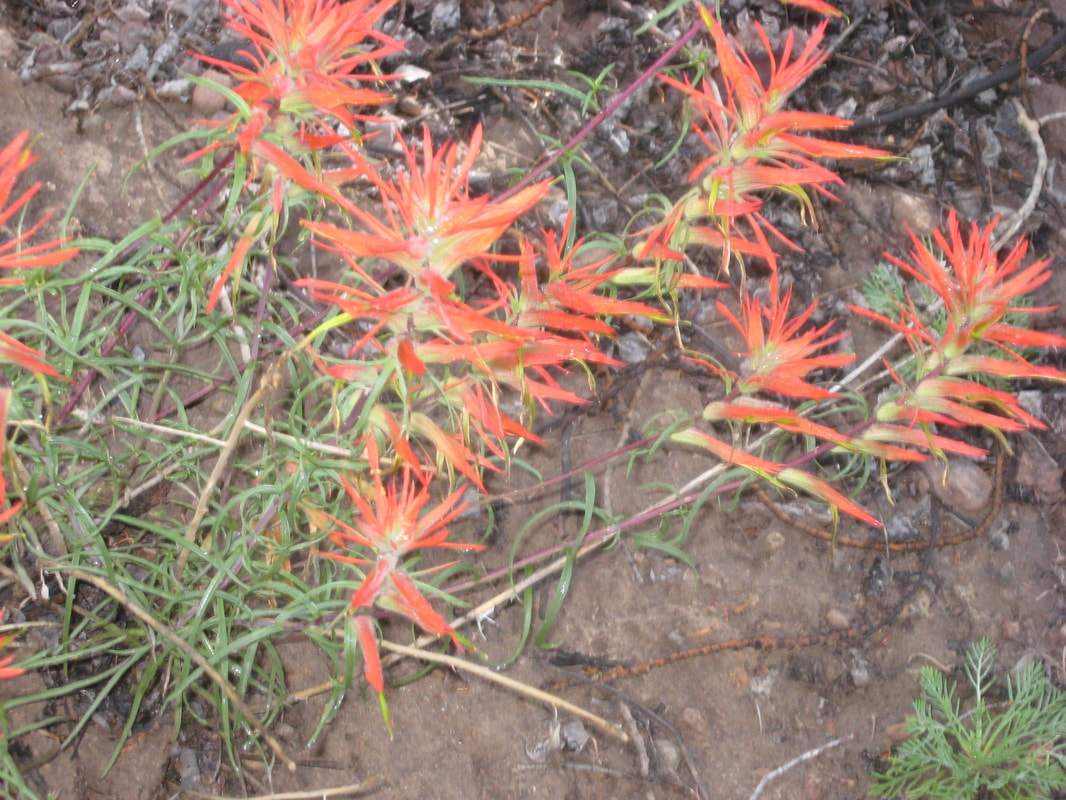 Indian paintbrush