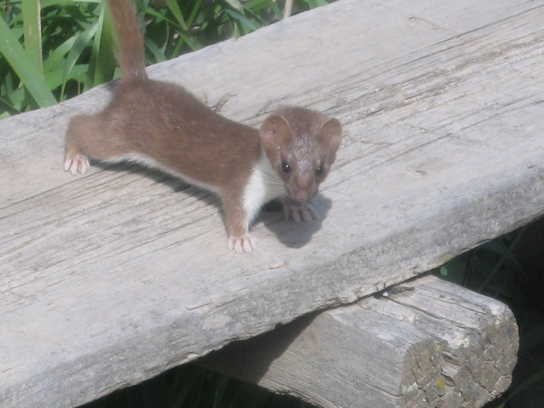 Weasel