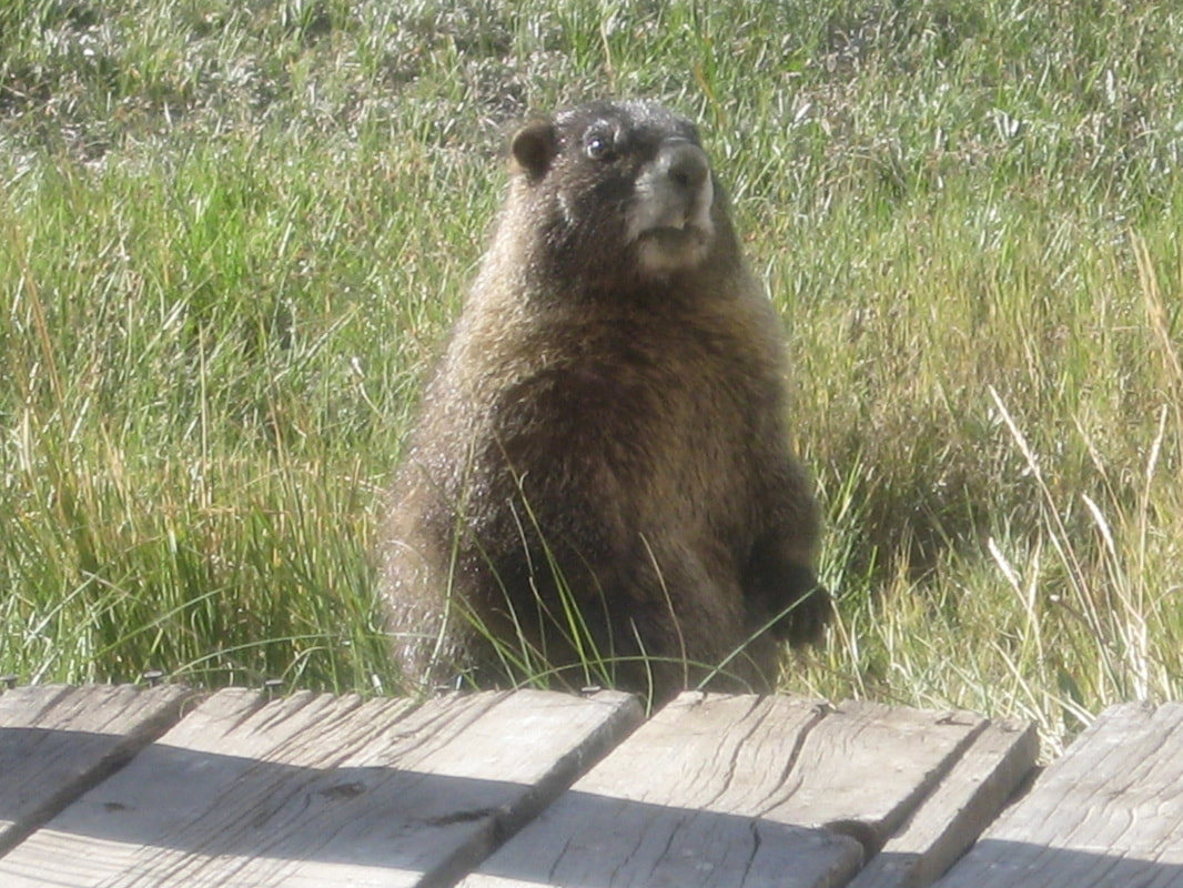 Marmot