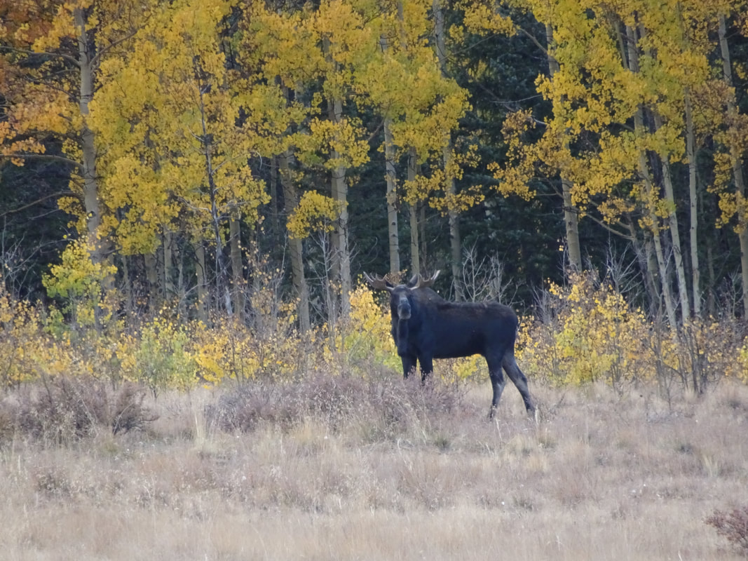 Moose along Hwy 149