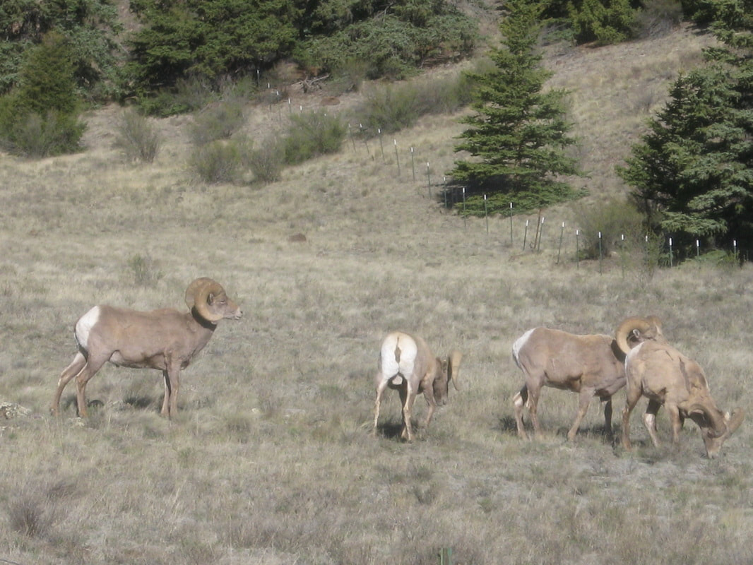 Big Horn Sheep